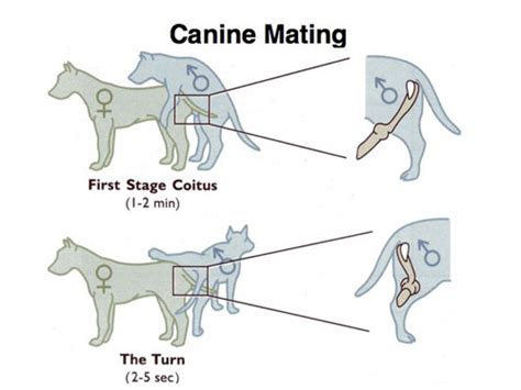 male dog knot|Canine reproduction